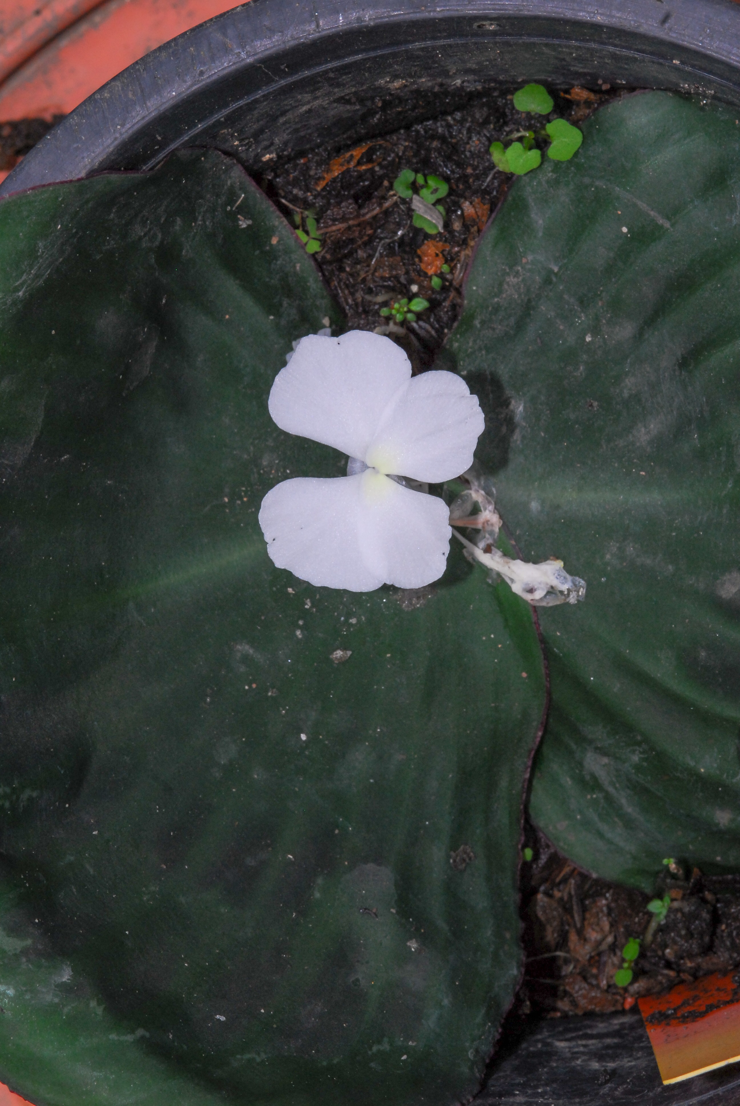เปราะหอม Kaempferia roscoeana Wall.<br/>Zingiberaceae